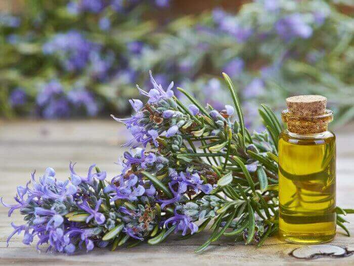 SPOTLIGHT: ROSEMARY