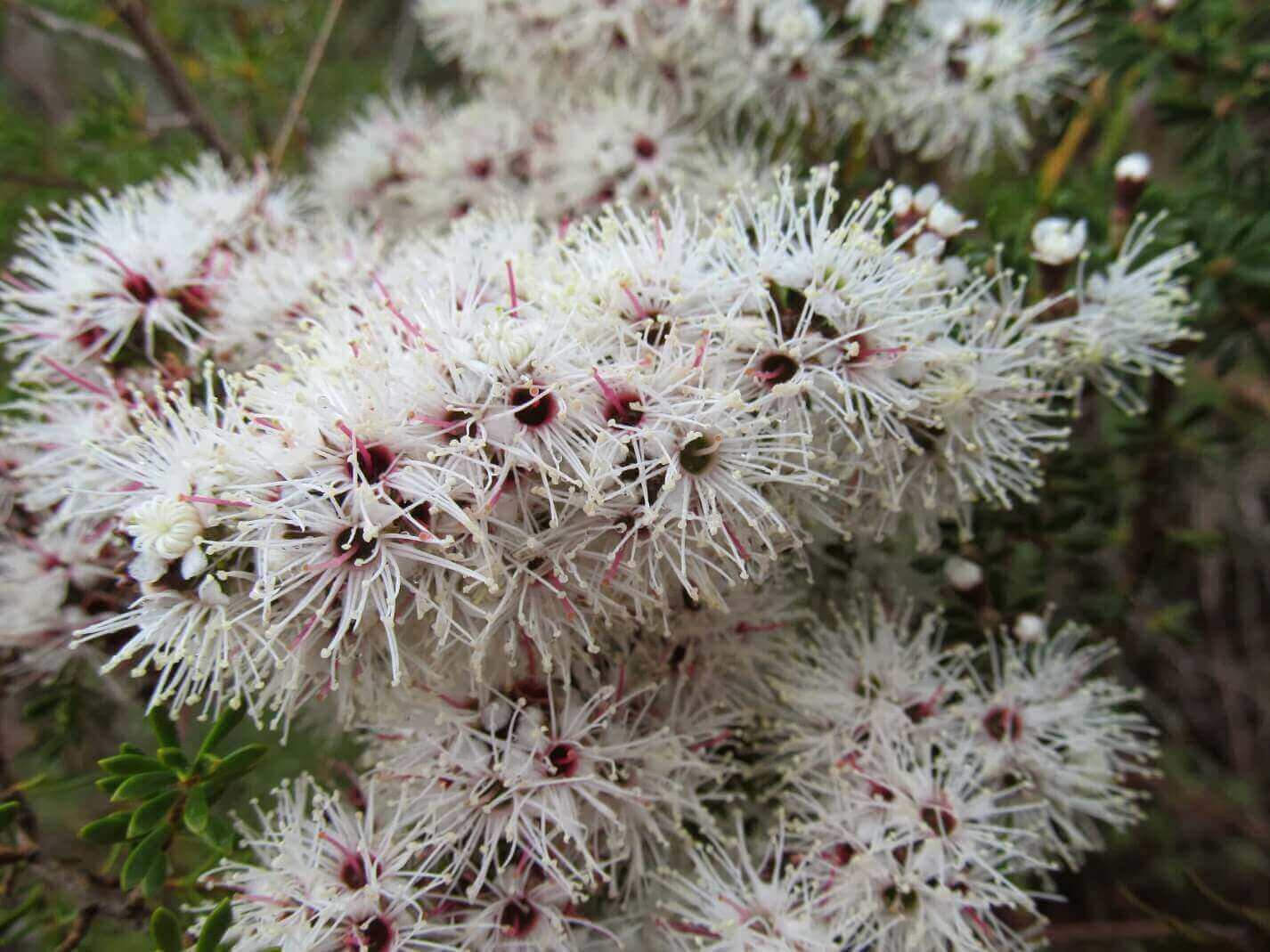 Spotlight: Essential Oil of Kunzea